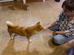 -喜柴咖啡·柴犬狗咖