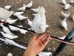 -绵阳人民公园(涪城区)
