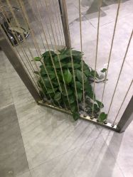 -MAGIC米几发型设计·羊毛卷