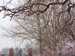 -桃花堤公园