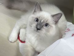 -喵zoo家庭繁育猫舍(尖东智能花园店)