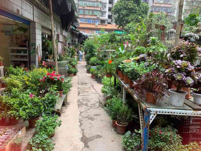 九龙花鸟城-"【位置】012号线杨家坪,出来后,可以问.