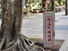 -深圳仙湖植物园