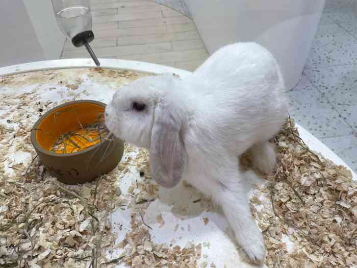 兔窝镇bunnyburrow(万象城店)