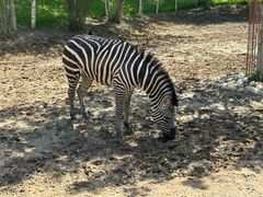 -北京野生动物园