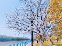 -高东镇樱花园