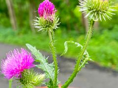 -黑龙江省森林植物园