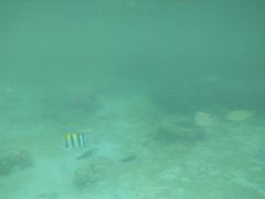 -东姑阿都拉曼海洋公园