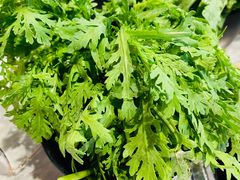 茼蒿-蝎菜杨·牛肉面 羊蝎子火锅(光熙门北里店)