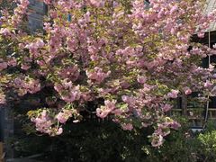 -BLACKSWAN黑天鹅(环球店)