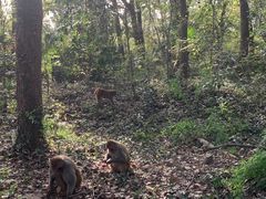 -苏州上方山国家森林公园
