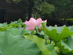 -陈家山荷花公园