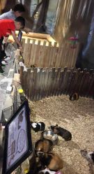 -酷嗒动物文化乐园(cutezoo西溪乐天城店)