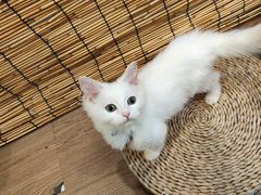 -楼上猫咖(罗湖店)