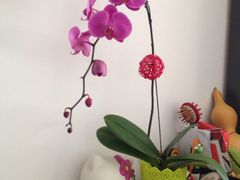 iphone_upload_pic-FEI FEI FLOWER鲜花店·气球派对·宝宝宴布置(虹口德必运动Loft店)