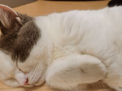 -屋虎猫馆(宝安大仟里店)