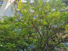 -三亚海棠湾万丽度假酒店