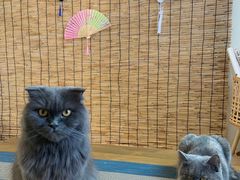 -楼上猫咖(罗湖店)