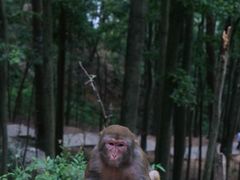 -黔灵山公园