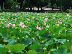 -荔湾湖公园