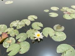 -东湖公园