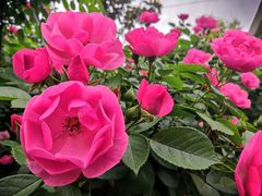 -荣昌花园