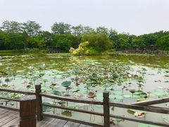 -大湾区中央湿地公园