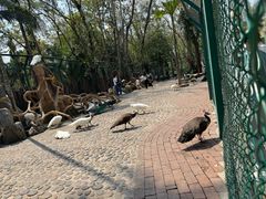 -西双版纳傣族园