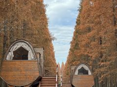 -黄海国家森林公园