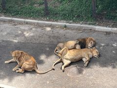 -大连森林动物园