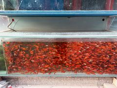 -华声天桥民俗文化园