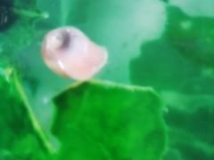 -中环花鸟鱼虫市场