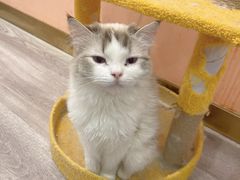 -BABIT巴比特宠物(MOMOPARK店)