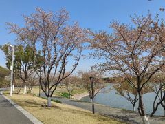 -羊山湖公园