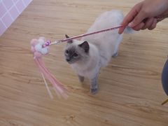 -Sweet cat·星愿猫咖(国贸大厦店)