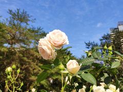 -人民公园(罗湖区)