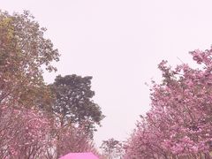 -天适樱花悠乐园