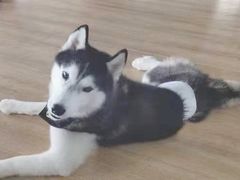 -Husky Go! 哈士奇体验馆·宠物咖啡厅狗咖