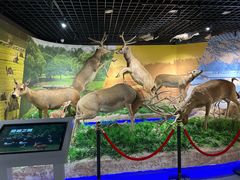 -北京麋鹿生态实验中心