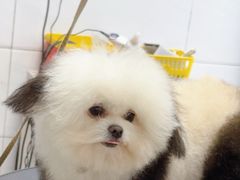 -利又安动物医院··老年病·猫科犬科·中兽医