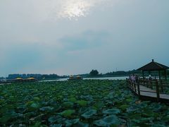 -白洋淀景区