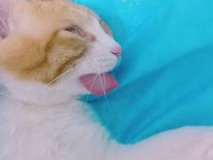 -纳吉亚猫专科动物医院博雅分院