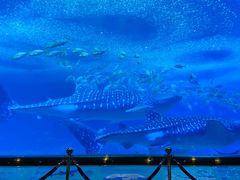 -珠海长隆海洋王国