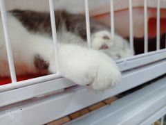 -我爱猫咪·猫咖·狗咖·安哥拉兔·羊驼咖(小寨华旗店)