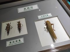 -上海昆虫博物馆