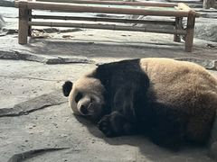 -武汉动物园
