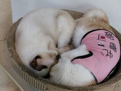 -Heymao猫咖.咖啡厅(东门店)