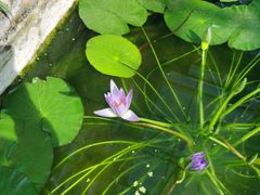 -国家植物园南园