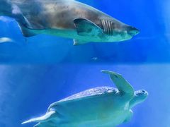 -海合安青岛极地海洋公园