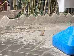 -锦小馆(安贞店)